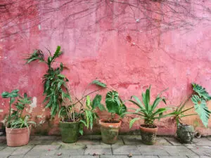 Garden Wall Cladding